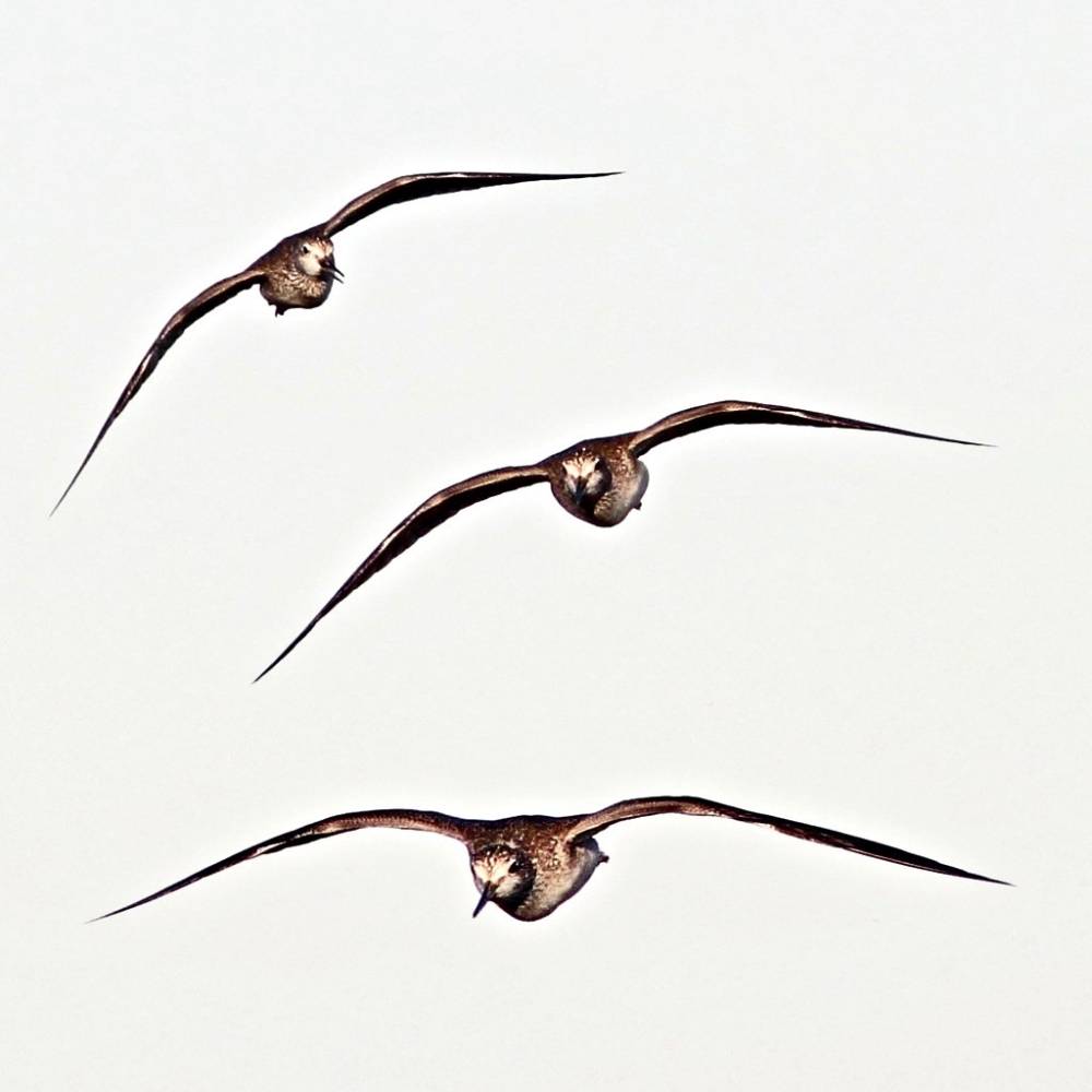 Greater Yellowlegs in flight comp 2-20141111 by Kenneth Cole Schneider is licensed under CC BY-NC-ND 2.0